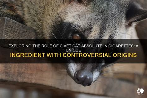 civet cat absolute in cigarettes.